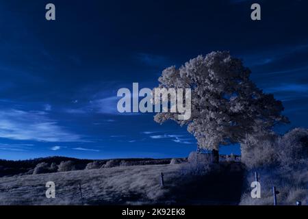 Infrarot-Landschaft mit 720 nm, strahlend weißer Vegetation, surrealen Wäldern und sanften Hügeln in Falschfarbenfotografie, traumhafte Naturszene Stockfoto