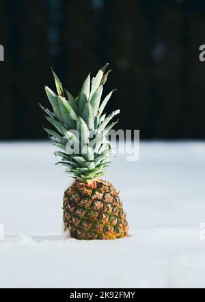 Eine reife Ananas, die an einem kalten, sonnigen Wintertag im Freien in frischem Schnee sitzt Stockfoto