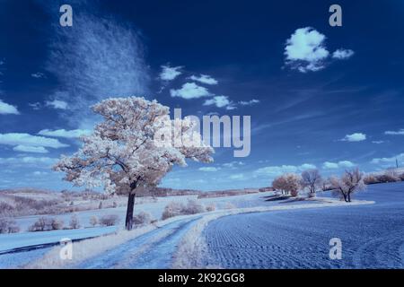 Infrarot-Landschaft mit 720 nm, strahlend weißer Vegetation, surrealen Wäldern und sanften Hügeln in Falschfarbenfotografie, traumhafte Naturszene Stockfoto