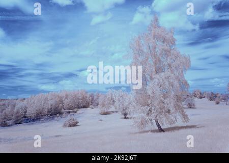 Infrarot-Landschaft mit 720 nm, strahlend weißer Vegetation, surrealen Wäldern und sanften Hügeln in Falschfarbenfotografie, traumhafte Naturszene Stockfoto