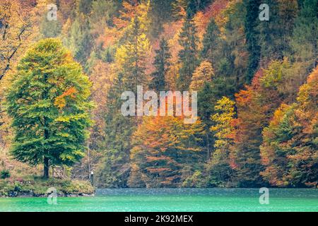 Herbstwald des Königsees im Nationalpark Berchtesgaden, Deutschland Stockfoto