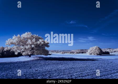 Infrarot-Landschaft mit 720 nm, strahlend weißer Vegetation, surrealen Wäldern und sanften Hügeln in Falschfarbenfotografie, traumhafte Naturszene Stockfoto