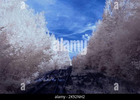 Infrarot-Landschaft mit 720 nm, strahlend weißer Vegetation, surrealen Wäldern und sanften Hügeln in Falschfarbenfotografie, traumhafte Naturszene Stockfoto
