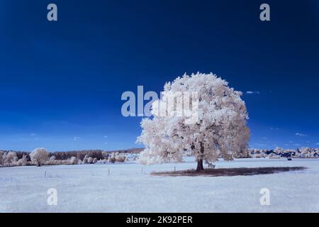 Infrarot-Landschaft mit 720 nm, strahlend weißer Vegetation, surrealen Wäldern und sanften Hügeln in Falschfarbenfotografie, traumhafte Naturszene Stockfoto