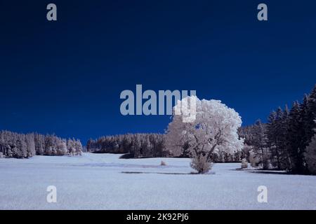 Infrarot-Landschaft mit 720 nm, strahlend weißer Vegetation, surrealen Wäldern und sanften Hügeln in Falschfarbenfotografie, traumhafte Naturszene Stockfoto