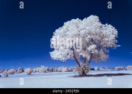 Infrarot-Landschaft mit 720 nm, strahlend weißer Vegetation, surrealen Wäldern und sanften Hügeln in Falschfarbenfotografie, traumhafte Naturszene Stockfoto
