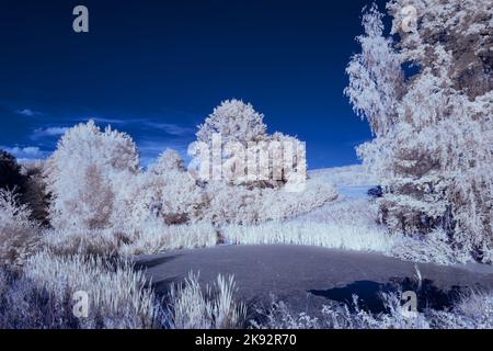 Infrarot-Landschaft mit 720 nm, strahlend weißer Vegetation, surrealen Wäldern und sanften Hügeln in Falschfarbenfotografie, traumhafte Naturszene Stockfoto