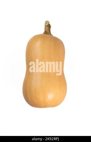 Butternut Pumpkin isoliert auf weißem Hintergrund. Perfekter Kürbis für den Herbst und die Erntezeit. Stockfoto