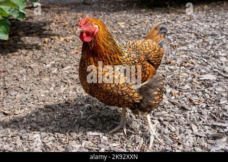 Port Townsend, Washington, USA. Freirangige Golden Laced Wyandotte Henne zu Fuß in einem Obstgarten / Gartenbereich Stockfoto