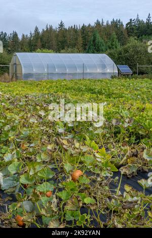 Port Townsend, Washington, USA. Kürbisreben wachsen über schwarzem Gartengewebe, um Unkraut zu verhindern, mit einem Gewächshaus im Hintergrund. Stockfoto