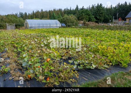 Port Townsend, Washington, USA. Kürbisreben wachsen über schwarzem Gartengewebe, um Unkraut zu verhindern, mit einem Gewächshaus im Hintergrund. Stockfoto