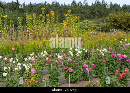 Port Townsend, Washington, USA. Sonnenblumen, Dahlien und schwarze susan-Blumen, die in einem kommerziellen Blumengarten geschnitten werden können Stockfoto