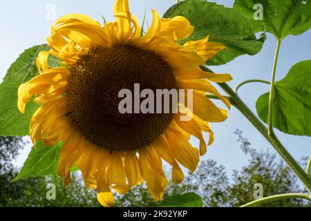 Port Townsend, Washington, USA. Hohe Sonnenblumenpflanzen Stockfoto