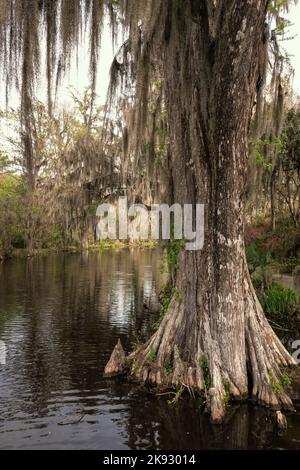 Kahle Zypressenbäume in einem Sümpfe in South Carolina, bedeckt mit spanischem Moos Stockfoto