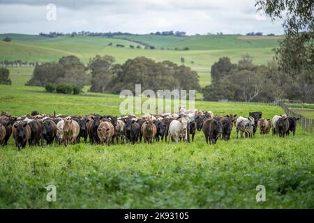 Herefords und Angus-Rinder weiden auf der Weide. Kühe auf einem Feld auf einem Hügel, die Gras fressen, werden biologisch und regenerativ angebaut Stockfoto