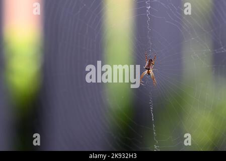 Blick auf die Oberseite einer australischen Orbis Webspinne, aus einem Winkel gesehen, in der Mitte ihres großen Netzes Stockfoto