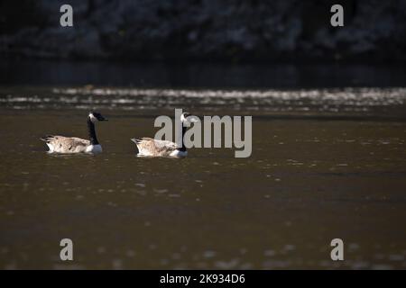 Zwei Landgänse, branta canadensis, treiben an einem Herbsttag nebeneinander auf dem Cedar River. Stockfoto