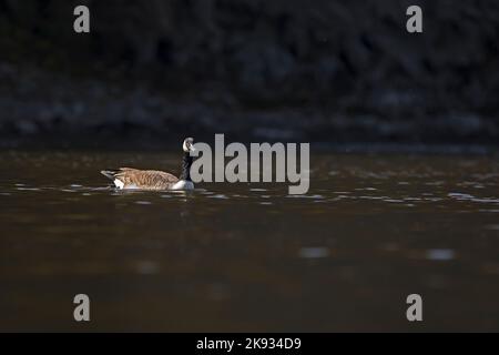 Eine Kanadagans, branta canadensis, schwimmt an einem Herbsttag in Iowa auf dem Cedar River. Stockfoto