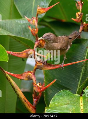 Tonfarbener Thrush, der auf einer Heliconia-Blume in El Valle, Panama, steht - Turdus greyi Stockfoto