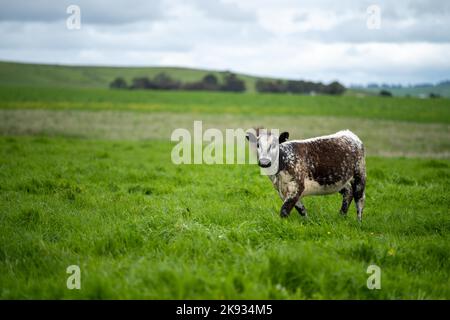 Bio-Vieh ohne CO2-Emissionen auf einem Bauernhof Stockfoto