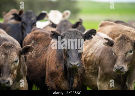 Bio-Vieh ohne CO2-Emissionen auf einem Bauernhof Stockfoto