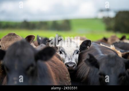 Nahaufnahme von Milchkühen auf dem Feld, Angus- und Murray Grey-Rindern, die im Frühjahr und Sommer lange Weide fressen. Stockfoto