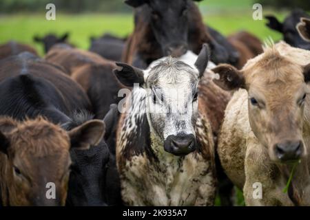 Bio-Vieh ohne CO2-Emissionen auf einem Bauernhof Stockfoto