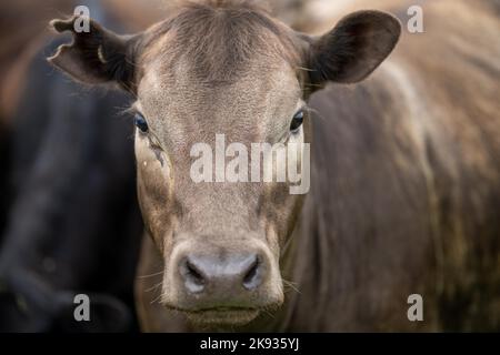 Nahaufnahme von Milchkühen auf dem Feld, Angus- und Murray Grey-Rindern, die im Frühjahr und Sommer lange Weide fressen. Stockfoto