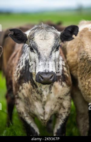 Bio-Vieh ohne CO2-Emissionen auf einem Bauernhof Stockfoto