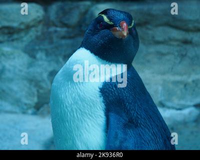 Bezaubernder magischer Pinguin aus Fiordland mit hellen Augen und makellosem Gefieder. Stockfoto