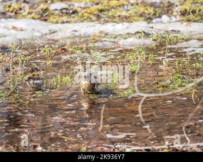 Soor nimmt ein Bad in einer Pfütze. Der Vogel schwimmt im Wasser. Feldfare, lat. Turdus pilaris, Stockfoto