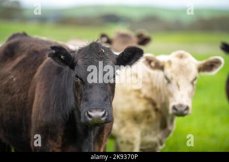 Bio-Vieh ohne CO2-Emissionen auf einem Bauernhof Stockfoto