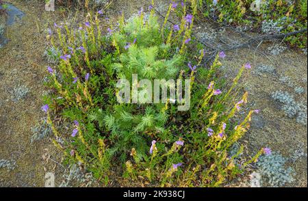 WA22520-00...WASHINGTON - Junge Tannenbäume, die in einem Büschel aus Penstemon und Miniatur-Lupine auf dem Gebiet wachsen, verwüsteten bei der Eruption 1980 einen Lahar-Fluss. Stockfoto