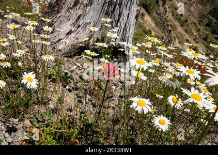 WA22526-00...WASHINGTON - Pinsel im Feld der Oxeye Daisies in der Blast Zone unterhalb des Johnston Ridge Observatory; Mount St. Helens NVM. Stockfoto