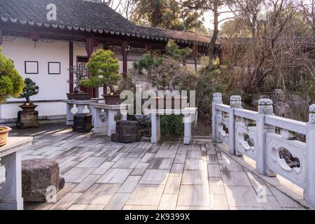 Original traditionelle chinesische Kunst Penjing oder Penzai. Miniatur-Wohnlandschaft. Bonsai-Mini-Baum Stockfoto