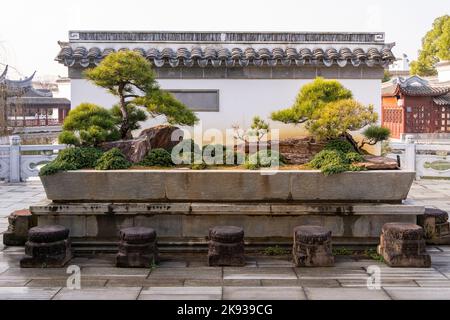 Original traditionelle chinesische Kunst Penjing oder Penzai. Miniatur-Wohnlandschaft. Bonsai-Mini-Baum Stockfoto