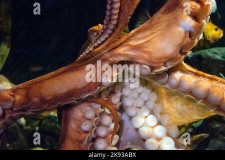 Riesiger Pazifischer Oktopus (Enteroctopus dofleini) im Georgia Aquarium in der Innenstadt von Atlanta, Georgia. (USA) Stockfoto