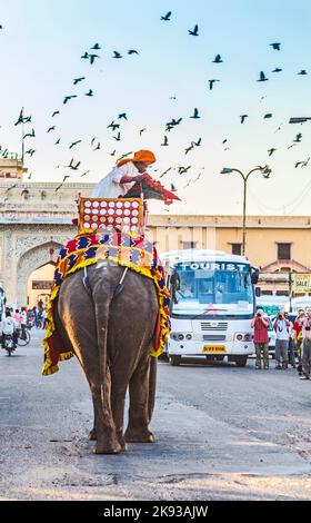 JAIPUR, INDIEN - 12. NOVEMBER 2011 : Elefant in Jaipur Fort in Jaipur, Indien. Indische Elefanten warten auf Touristen in der Altstadt, ein tolles Attractio Stockfoto