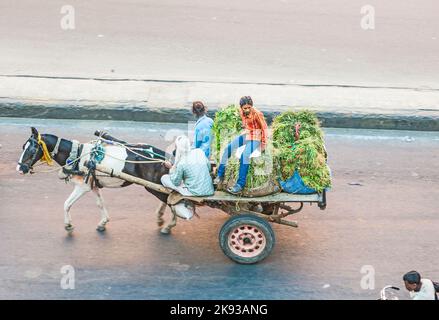 JAIPUR, INDIEN - 13. NOV 2011: Menschen auf einem Pferdewagen in Jaipur, Indien. Indien steht weltweit an zweiter Stelle bei der landwirtschaftlichen Produktion. 50 % der Bevölkerung sind invol Stockfoto