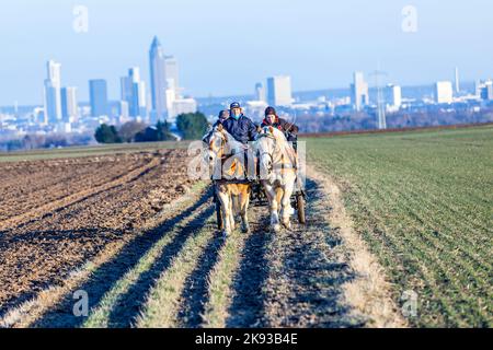 STIERSTADT, DEUTSCHLAND - 2. MÄRZ 2013: Kutscher mit Kutschfahrten auf den Feldern in Sulzbach, Deutschland. Im Hintergrund die Skyline von Frankfurt in Stockfoto