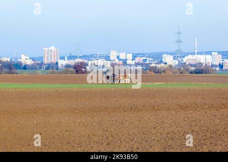 STIERSTADT, DEUTSCHLAND - 2. MÄRZ 2013: Kutscher mit Kutschfahrten auf den Feldern in Sulzbach, Deutschland. Im Hintergrund die Skyline von Frankfurt in Stockfoto