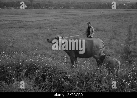 Pangandaran, West Java, Indonesien -16. Oktober 2022 : Schwarz-Weiß-Foto, Monochrom-Foto des Menschen, der Büffel im Gebiet Cikancung - Indonesien hütet Stockfoto
