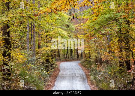Landstraße durch das pulsierende Herbstlaub im Pisgah National Forest, Brevard, North Carolina, USA Stockfoto