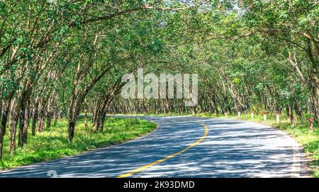 Die Asphaltstraße durch die Kautschukplantage in den Vororten von Tay Ninh, Vietnam Stockfoto