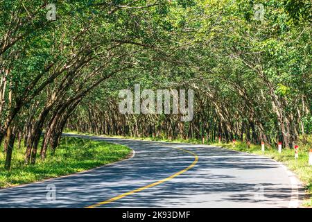 Die Asphaltstraße durch die Kautschukplantage in den Vororten von Tay Ninh, Vietnam Stockfoto