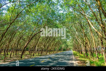 Die Asphaltstraße durch die Kautschukplantage in den Vororten von Tay Ninh, Vietnam Stockfoto