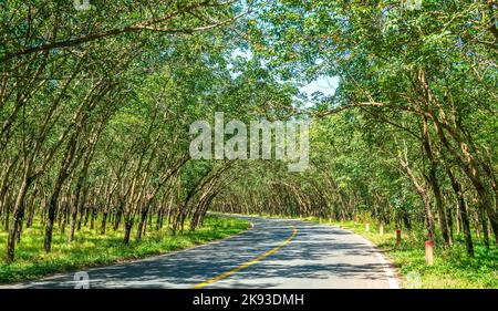 Die Asphaltstraße durch die Kautschukplantage in den Vororten von Tay Ninh, Vietnam Stockfoto