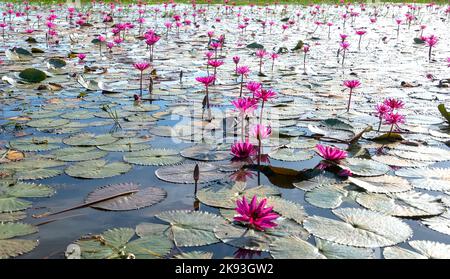 Seerosen blühen in einer großen überfluteten Lagune in Tay Ninh, Vietnam. Blumen wachsen natürlich, wenn das Hochwasser hoch ist, repräsentieren die Reinheit Stockfoto