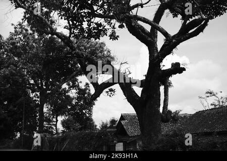 Schwarzweißfoto, Schwarzweißfoto der Silhouette eines Baumes in Cicalengka - Indonesien Stockfoto