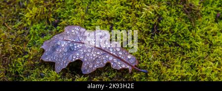 Eichenblatt mit Wassertropfen, Herbstkonzept Stockfoto